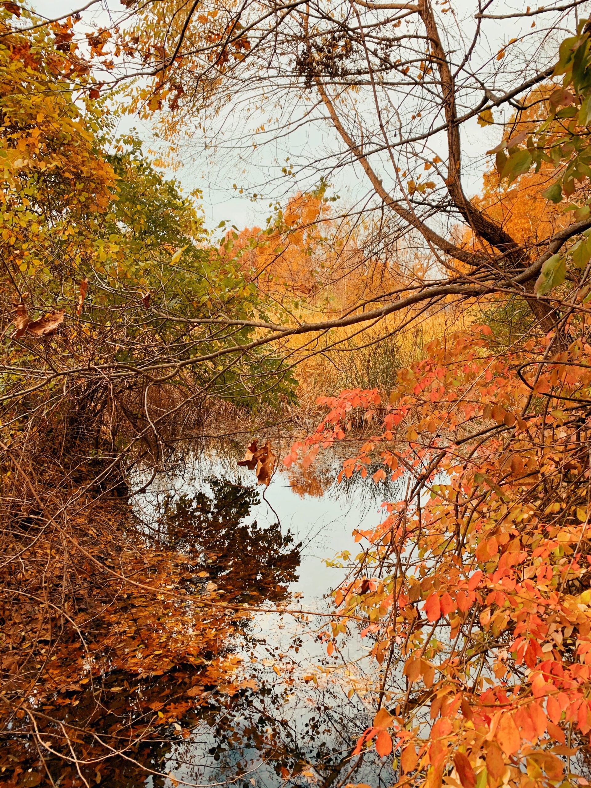 Enjoy the Colors of Nature!